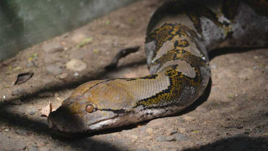 15 Ft Python on the Loose in West Virginia; Parents Warned to Watch ...