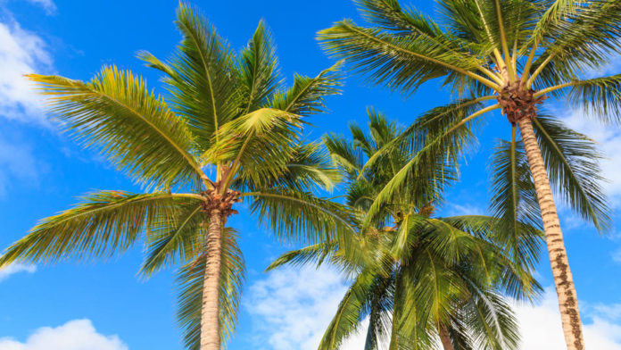Florida’s Iconic Palm Trees Are Under Attack - The Yeshiva World