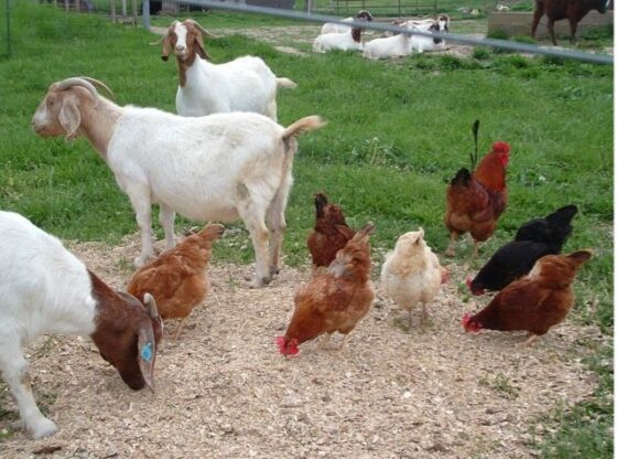 Goats, Chickens, and Yom Kippur