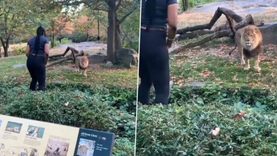  Woman Climbs Over Fence At Bronx Zoo’s Lion Exhibit